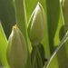 Tulip Bulbs,Sun Lover Tulip Bulbs,Double Red/Gold size: 12 cm/up, Shipping - Caribbeangardenseed