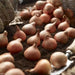 Tulip Bulbs, Yellow emperor , TOP Sized 12 cm+ FALL PLANTING - Caribbeangardenseed