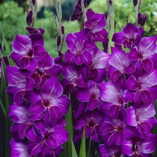 Violetta Gladiolus Violetta (8 Bulbs)- We sell only top grade corms. #1’s: 12/14 cm, Summer flowering,Perennial-Now Shipping - Caribbeangardenseed