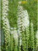 White Blazing Star, LIATRIS Spicata 'Alba', Butterfly Plant, Flower Bulbs Perennial - Caribbeangardenseed