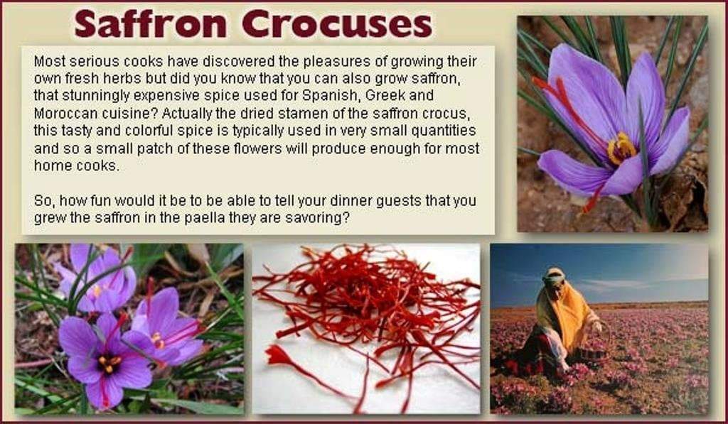 Saffron Plant Bulbs - Rare Spice ,Crocus Sativus - Caribbeangardenseed