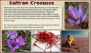 Saffron Plant Bulbs - Rare Spice ,Crocus Sativus - Caribbeangardenseed