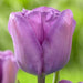 Tulip Bulb-Magic Lavender, FALL PLANTING - Caribbeangardenseed