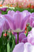 Tulip Bulb-Magic Lavender, FALL PLANTING - Caribbeangardenseed