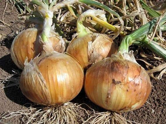 Yellow Granex Onion Plants- ,Sweet, mild flavor ,Bolt resistant - Caribbeangardenseed