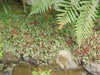 10 Creeping rhubarb,Seed- Groundcover / mat-forming / dense Perennial - Caribbeangardenseed