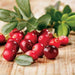 American Cranberry seeds - Caribbeangardenseed