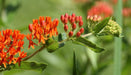 Butterfly MilkWeed Seeds (Asclepias Tuberosa) Attract bees, butterflies,humming - Caribbeangardenseed