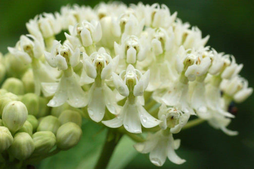Butterfly Weed Seeds-White Milkweed (Asclepias incarnata) attract bees, butterflies, and hummingbirds, Perennial, - Caribbeangardenseed