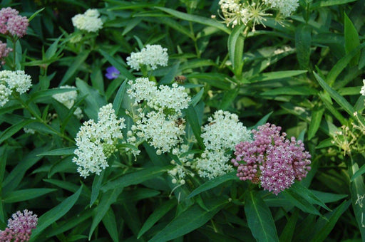 Butterfly Weed Seeds-White Milkweed (Asclepias incarnata) attract bees, butterflies, and hummingbirds, Perennial, - Caribbeangardenseed