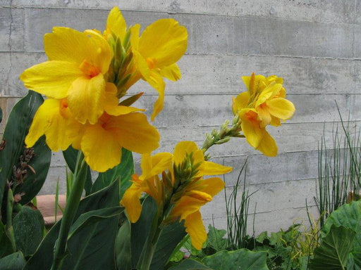 Canna Lily, Flower Seeds - Tropical YELLOW - foliage ! - Caribbeangardenseed
