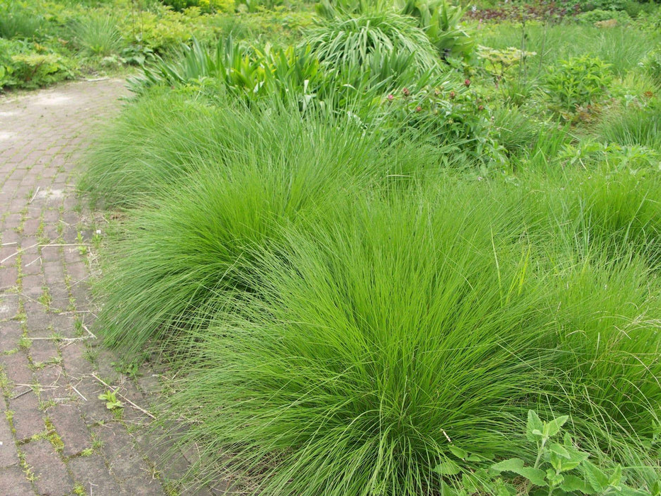 Deschampsia Cespitosa Seeds, 'Pixie Fountain', Tufted Hair Grass. Great ornamental grass for cool temperature - Caribbeangardenseed