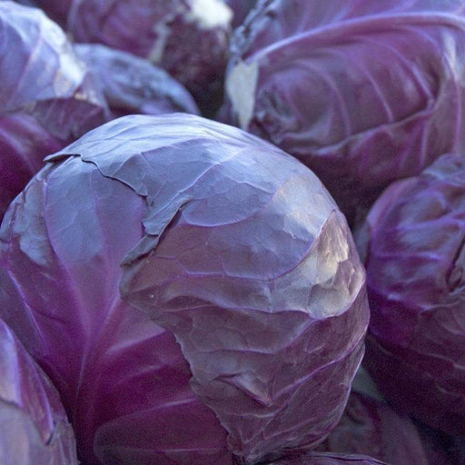 RED ACRE , Cabbage Seeds , (Brassica oleracea) Untreated - Caribbeangardenseed