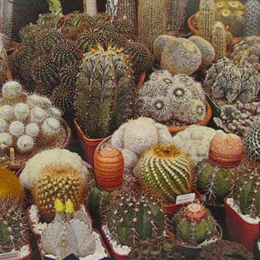 Cacti (Cactus Seed Mix) -succulent ,Hens & Chicks,Perennial - Caribbeangardenseed