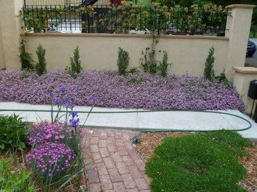 Rock Soapwort Flowers Seeds, Perennial Ground Cover - Caribbeangardenseed
