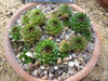 House leek Seeds ( Sempervivum Tectorum ) Hens and Chicks-mat-forming succulent - Caribbeangardenseed