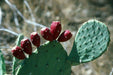 Prickly Pear ,CACTUS SEEDS (Opuntia humifus ) Perennial. - Caribbeangardenseed