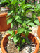 Cajun Belle Pepper Seeds - Capsicum annuum , Mild - Caribbeangardenseed
