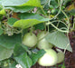 Calabash Gourd Seeds (Asian vegetable) "Calabash Round" - Caribbeangardenseed