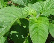 Jamaican Callaloo, (Live Plants ) Edible Amaranth ,Asian Vegetable - Caribbeangardenseed