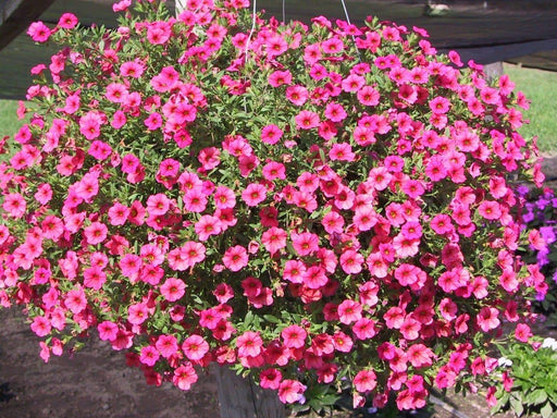 Calibrachoa Kabloom Deep Pink - flowers seeds -The first Calibrachoa from seed - Caribbeangardenseed