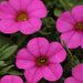 Calibrachoa Kabloom Deep Pink - flowers seeds -The first Calibrachoa from seed - Caribbeangardenseed