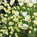 California Poppy flowers Seeds,( FORMULA mix) - Caribbeangardenseed