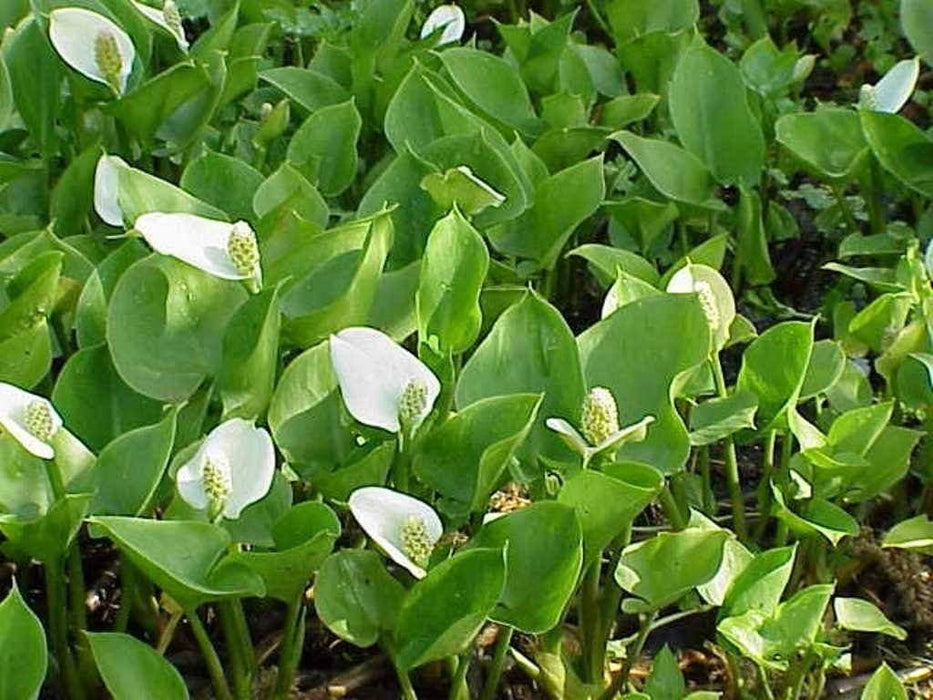 Calla Lily Seeds ,Zantedeschia aethiopica ,native to South Africa - Caribbeangardenseed