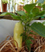 Caloro Pepper Seed, yellow jalapeno , Capsicum annuum - Caribbeangardenseed