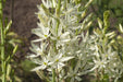 Camassia Leichtlini Alba - Quamash seeds, great perennials. - Caribbeangardenseed