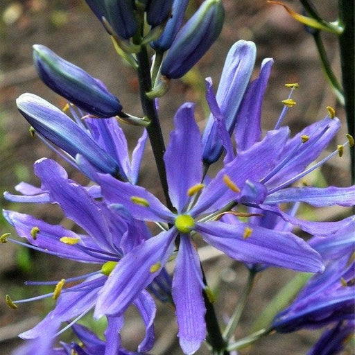 Camassia Esculenta bulb , wild hyacinth,fall planting - Caribbeangardenseed
