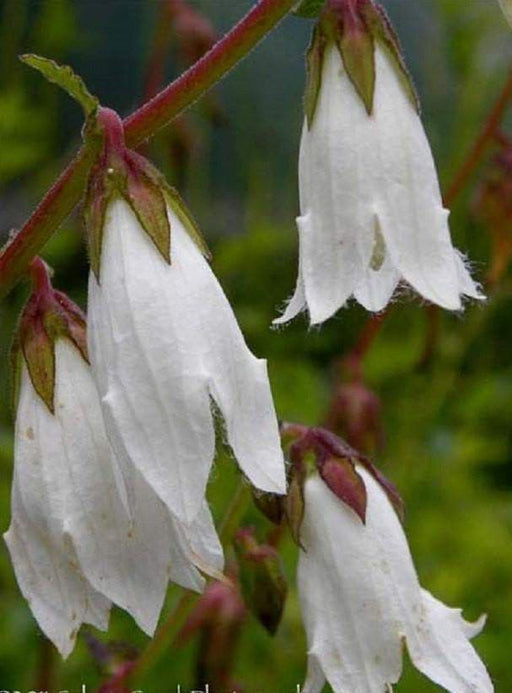 Campanula alliariifolia - Beautiful,rare Bellflowerâunique creamy white bells . flowers held on strong stems , excellent for cutting.â - Caribbeangardenseed