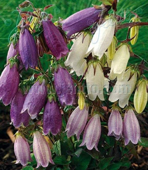 CAMPANULA punctata Bellflower [Ring of Bells] white and pink - Caribbeangardenseed