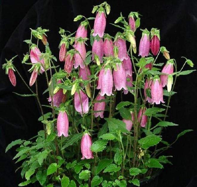 CAMPANULA punctata Bellflower [Ring of Bells] white and pink - Caribbeangardenseed