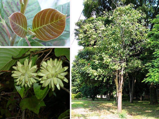 Camptotheca acuminata, Happy Tree, Seeds - Caribbeangardenseed