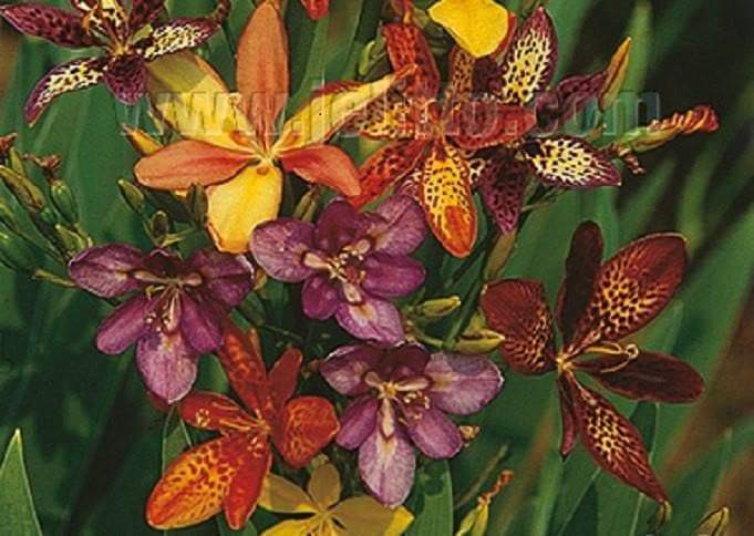 Candy Lily Seeds -(mixture) PARDANCANDA norrisii 'Dazzler' dwarf strain.eye-catching flower for the garden. - Caribbeangardenseed