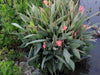 Canna tall green leaf 'Aida' flowering plant ( 2-3eyes/Bulbs/Rhizome) ,tropical look - Caribbeangardenseed