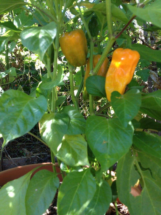 CANTINA Pepper Seed -Sweet/Mild-Great In Container From Ecuador -capsicum annuum - Caribbeangardenseed