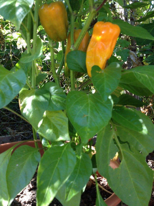CANTINA Pepper Seed -Sweet/Mild-Great In Container From Ecuador -capsicum annuum - Caribbeangardenseed
