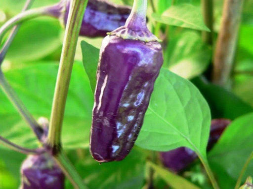 BLACK SCORPION TONGUE Chili Pepper seeds- Capsicum Annuum A very rare - Caribbeangardenseed