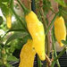 Aji Pineapple Pepper Seeds ,CAPSICUM BACCATUM - Caribbeangardenseed