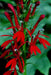 native flowers, Cardinal Flower,(Bareroot) Red Lobelia - Caribbeangardenseed