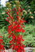 native flowers, Cardinal Flower,(Bareroot) Red Lobelia - Caribbeangardenseed