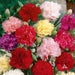 Carnation Flowers Seeds (Chabaud Mix) Perennial - Caribbeangardenseed