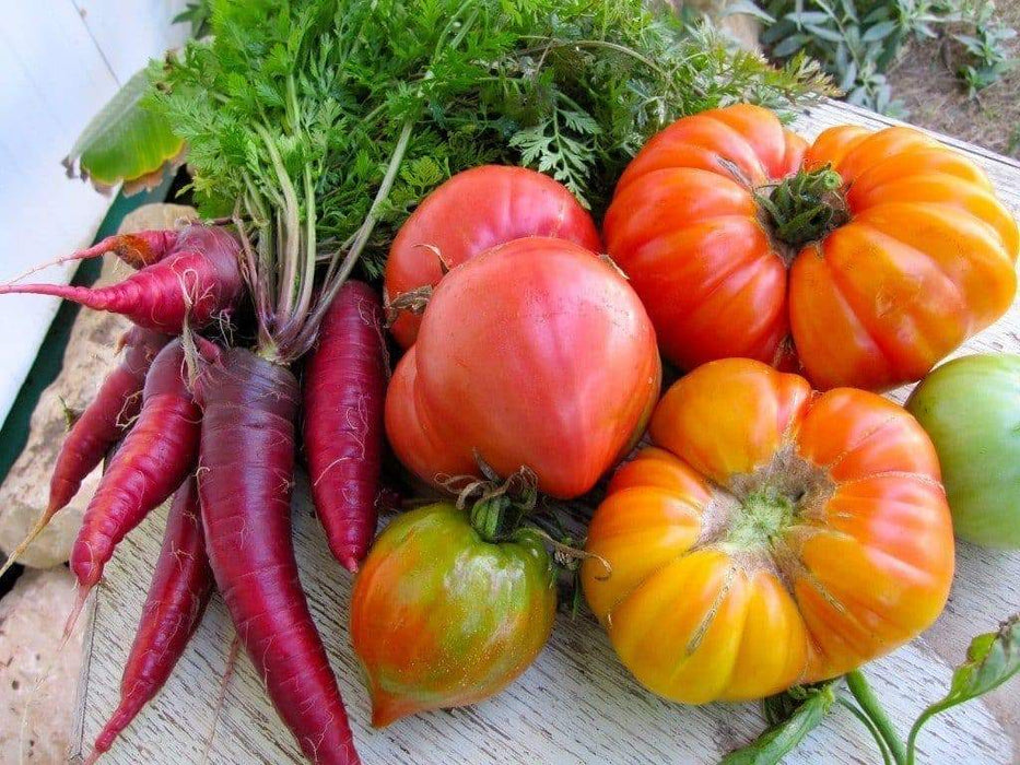 Cosmic Purple ,Carrot Seeds, Heirloom Vegetable! - Caribbeangardenseed