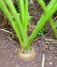 Lunar White-Carrot Seeds ,Heirloom Vegetable! - Caribbeangardenseed