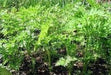 Carrot Seeds - Danvers 126 - Organic, ( Packet 1000 Seeds) Biannual ! - Caribbeangardenseed