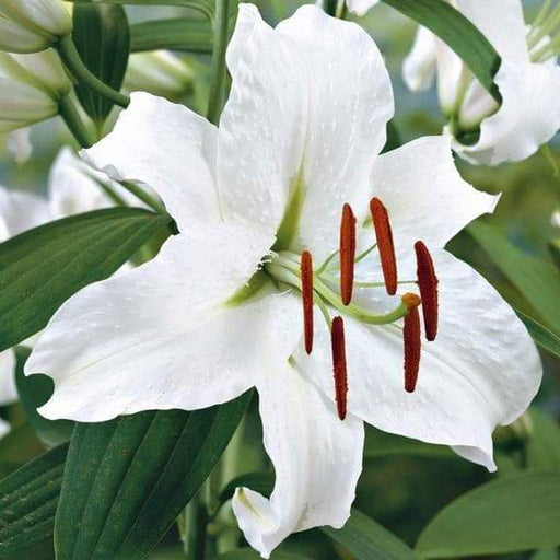 Casa Blanca ORIENTAL LILY ,Borders, Bouquets, Containers,Cut Flowers, Fragrant - Caribbeangardenseed
