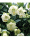 Cup and Saucer Vine (COBAEA,ALBA) Cathedral Bells ,Perennial Flower Seed! - Caribbeangardenseed