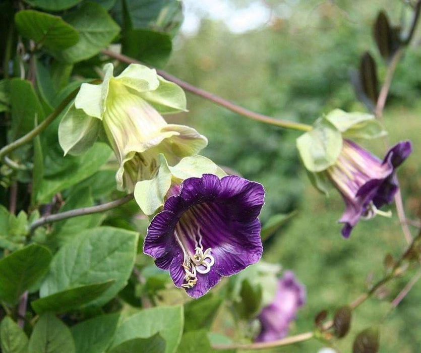 Cup and Saucer Vine -(Cobaea scandens) Perennial flowers seed - Caribbeangardenseed